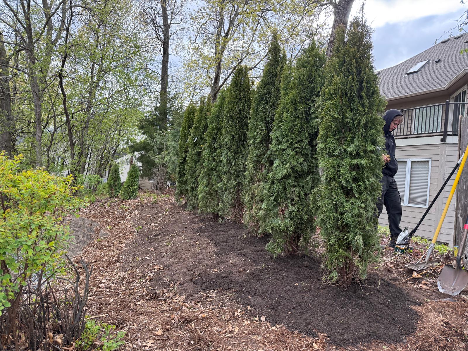 Privacy arborvitae tree installation